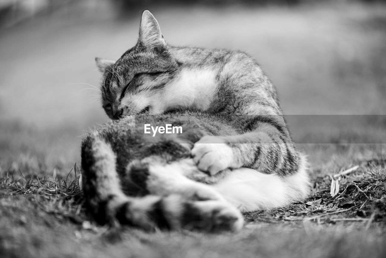 Close-up of a cat sleeping