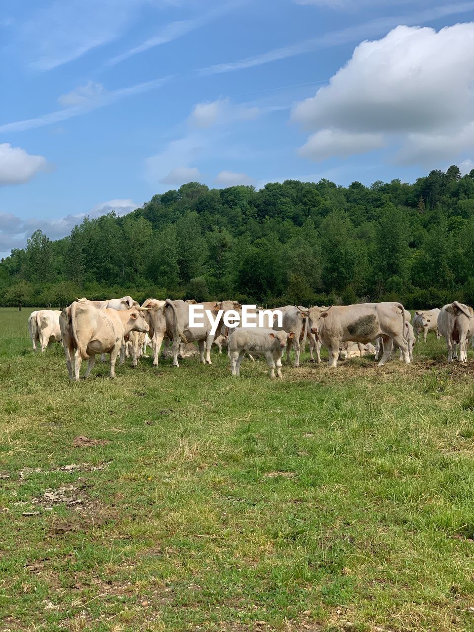 COWS ON GRASSY FIELD