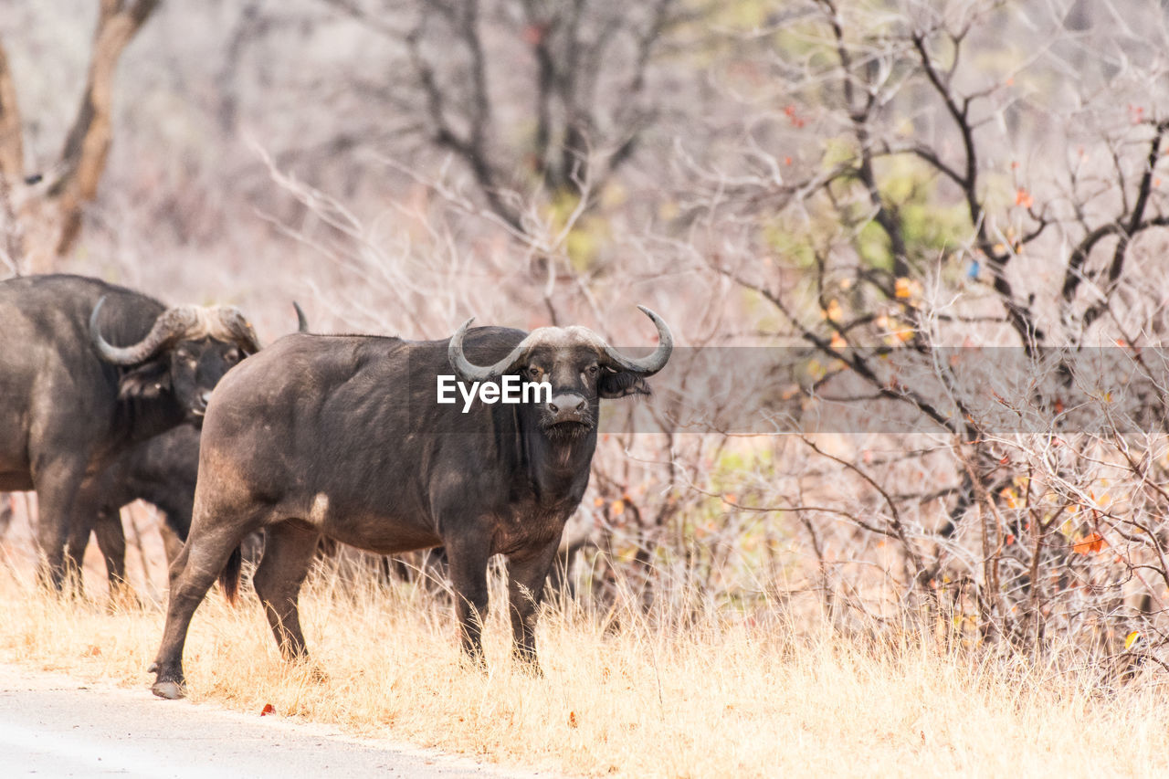 VIEW OF ANIMAL ON FIELD