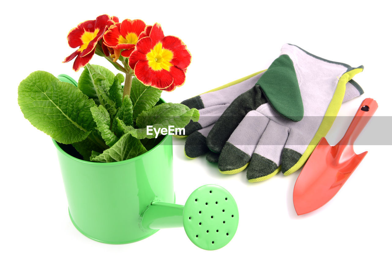 High angle view of plant with gardening equipment on white background