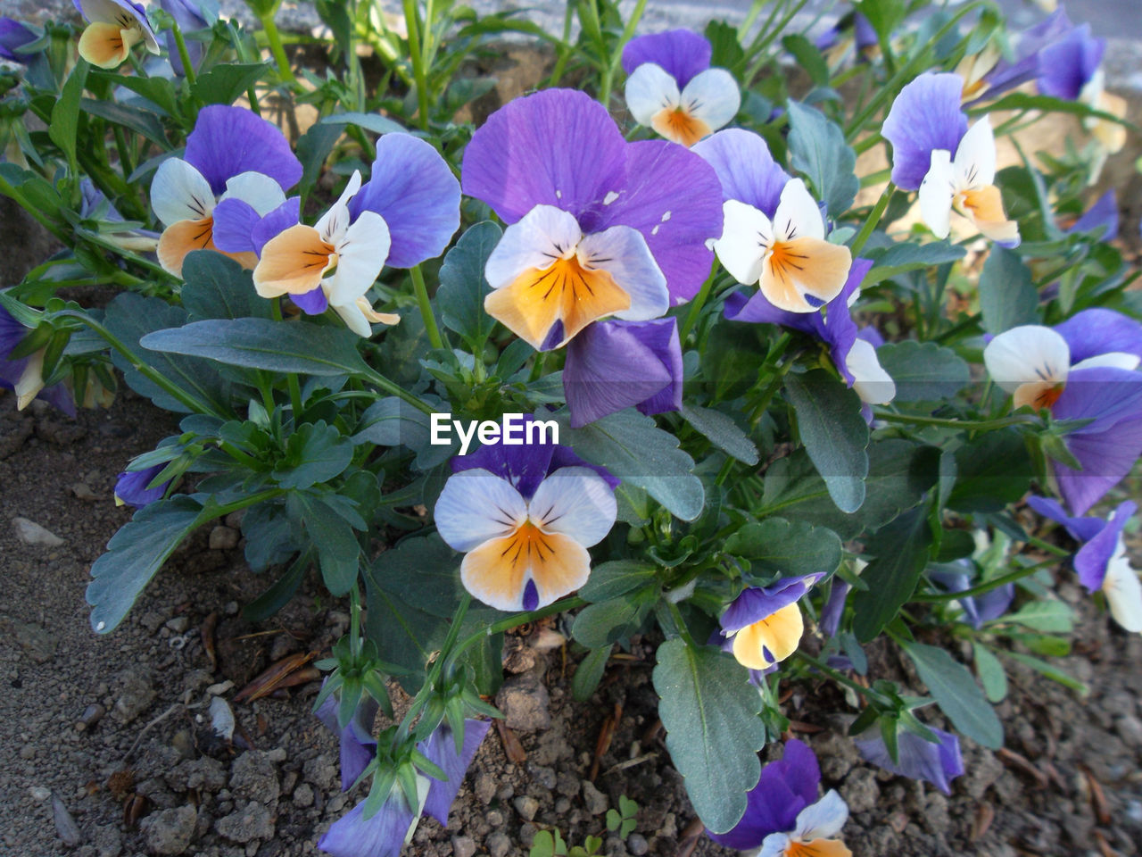 CLOSE-UP OF PURPLE CROCUS BLOOMING