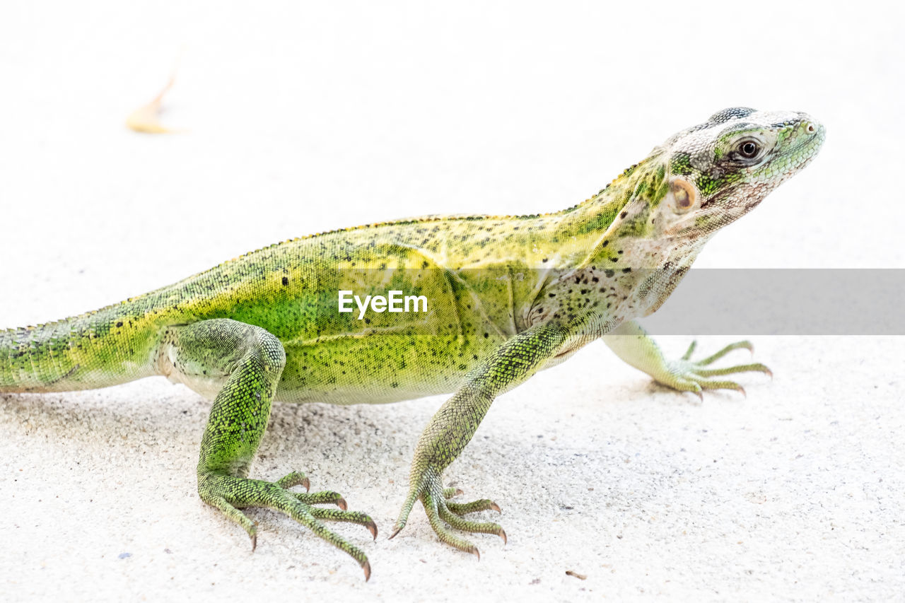 Lizard on footpath