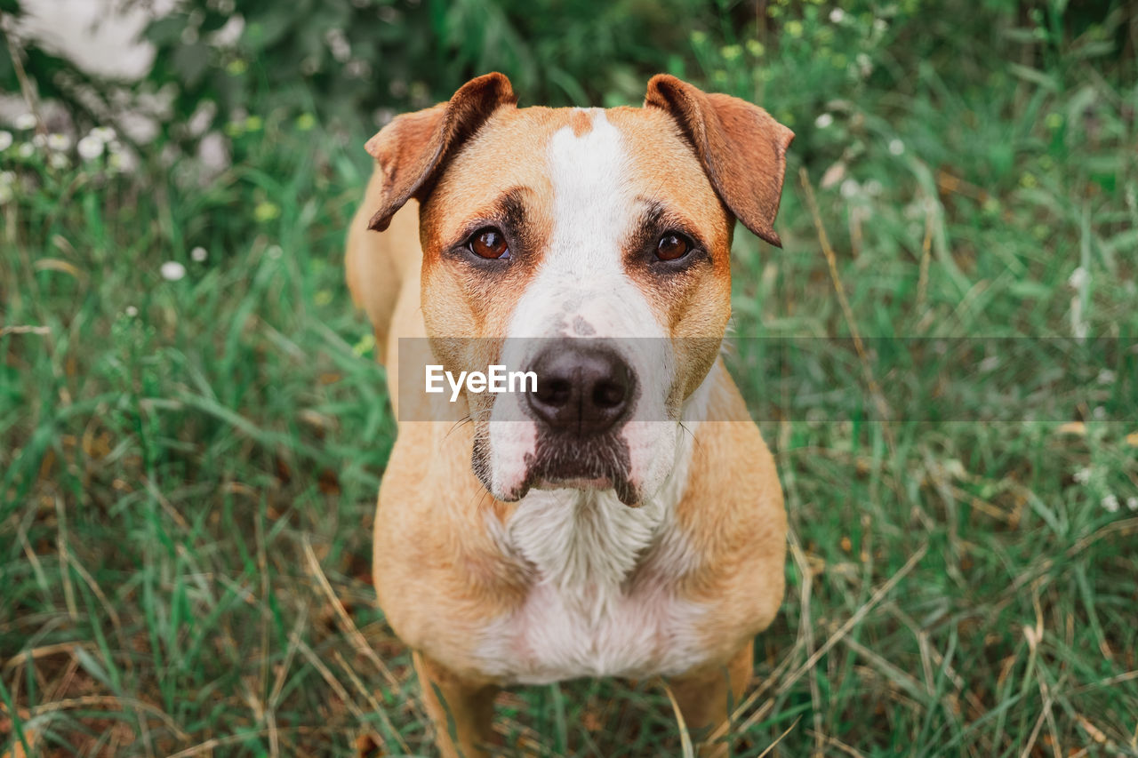 Portrait of a wet dog on field after swimming