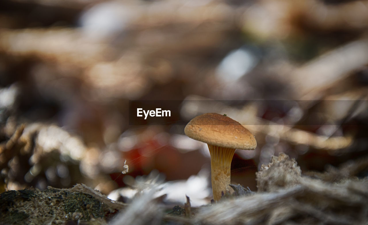 Close-up of mushroom growing outdoors