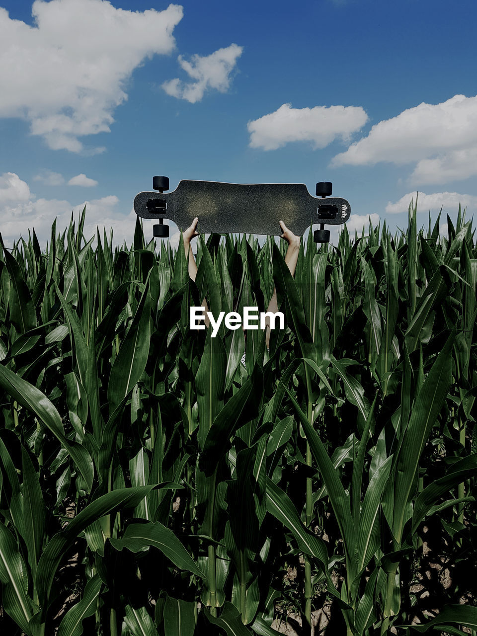 Low angle view of plants on field against sky