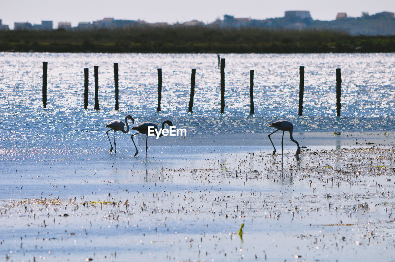 View of flamingos on beach