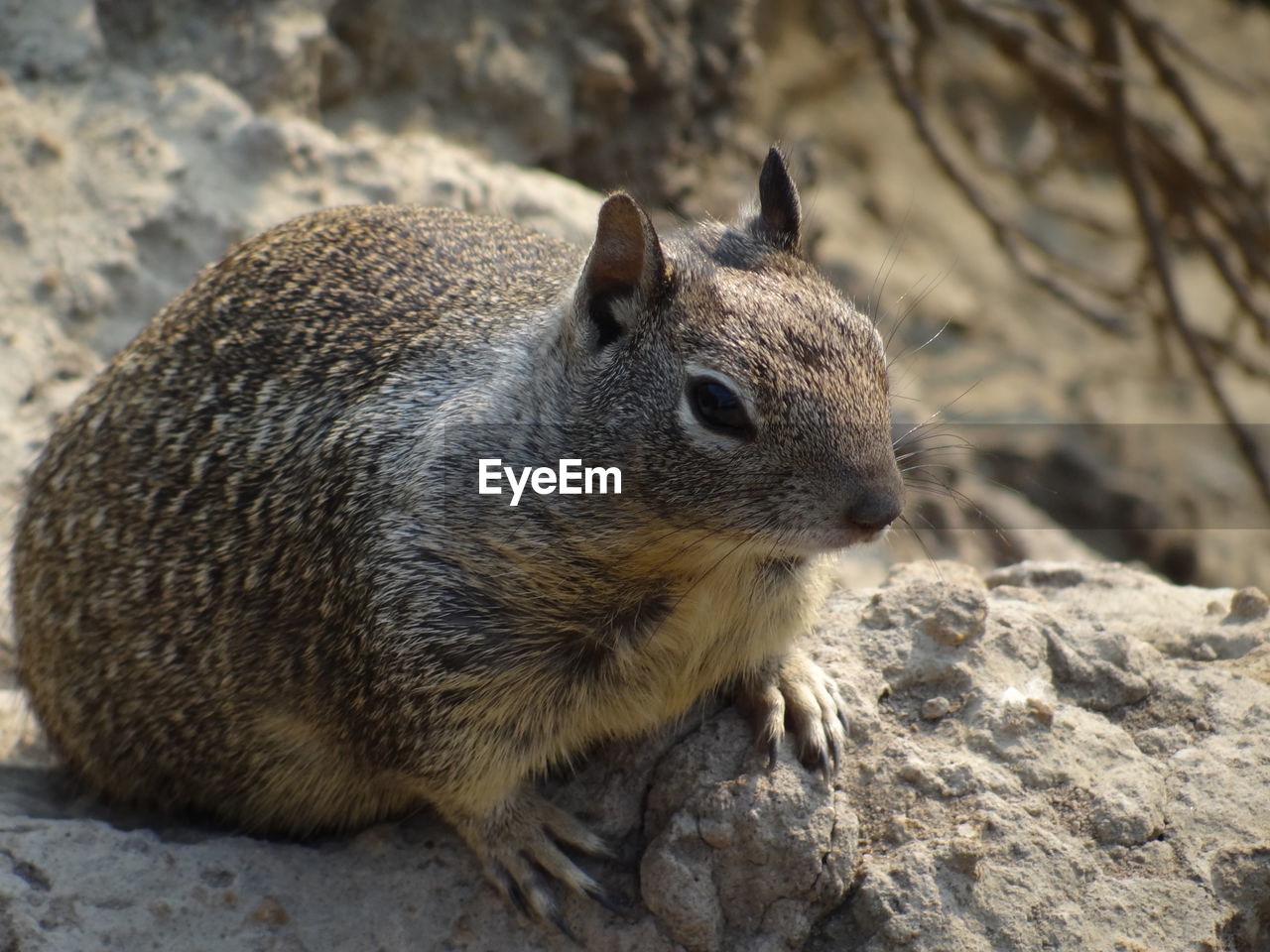 SQUIRREL ON ROCK