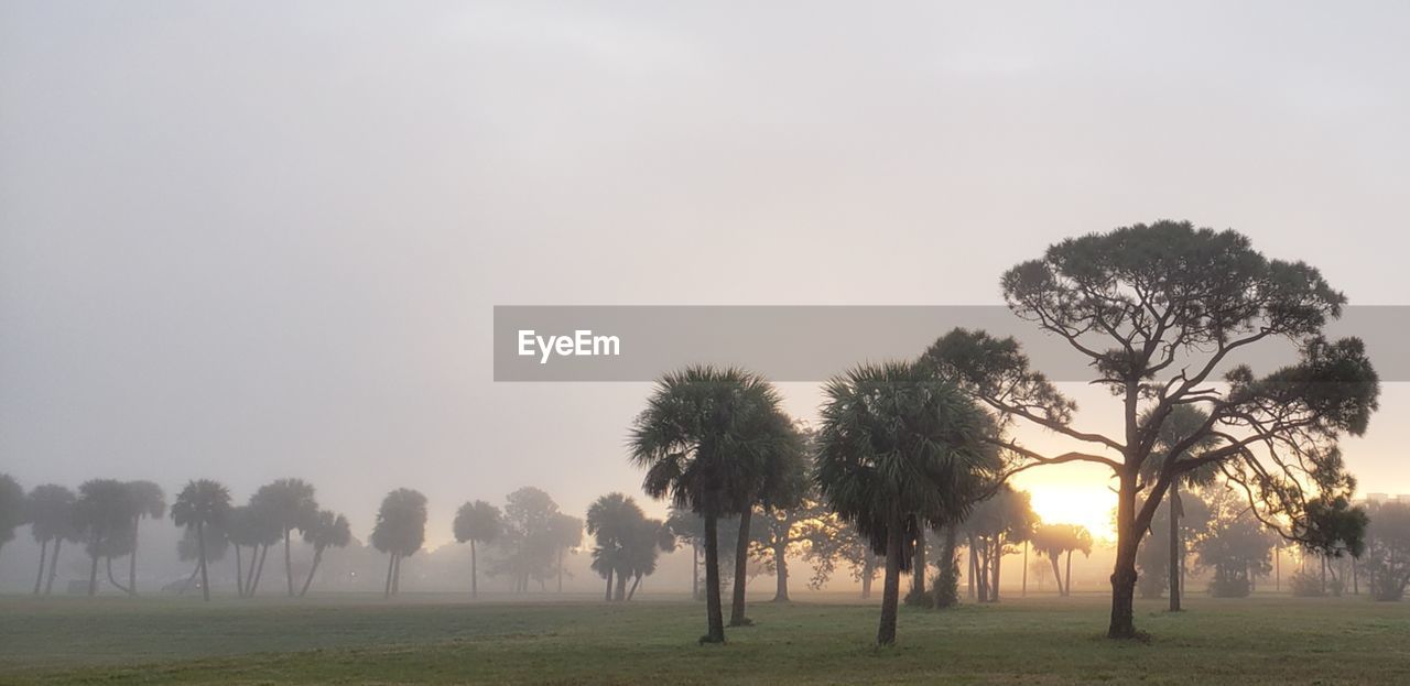 TREES GROWING ON FIELD AGAINST SKY