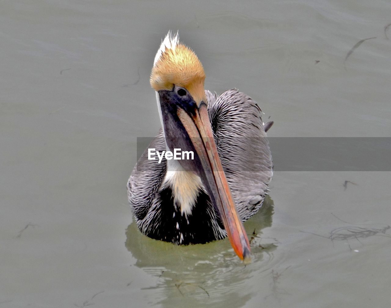 CLOSE-UP OF BIRD SWIMMING IN LAKE