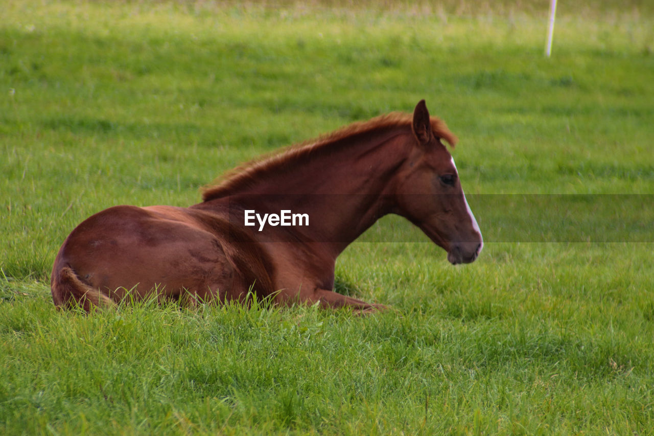 HORSE ON FIELD