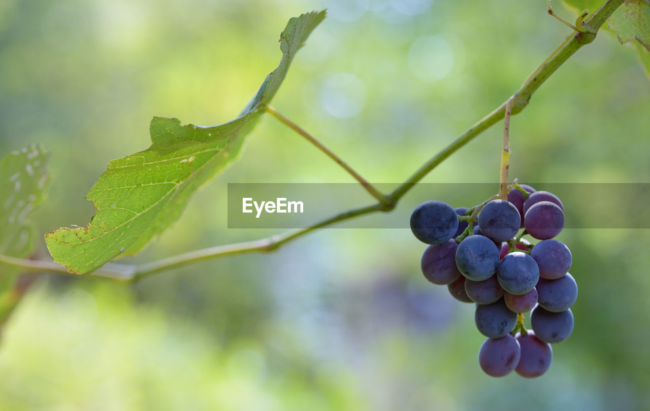 Close-up of grapes growing on branch