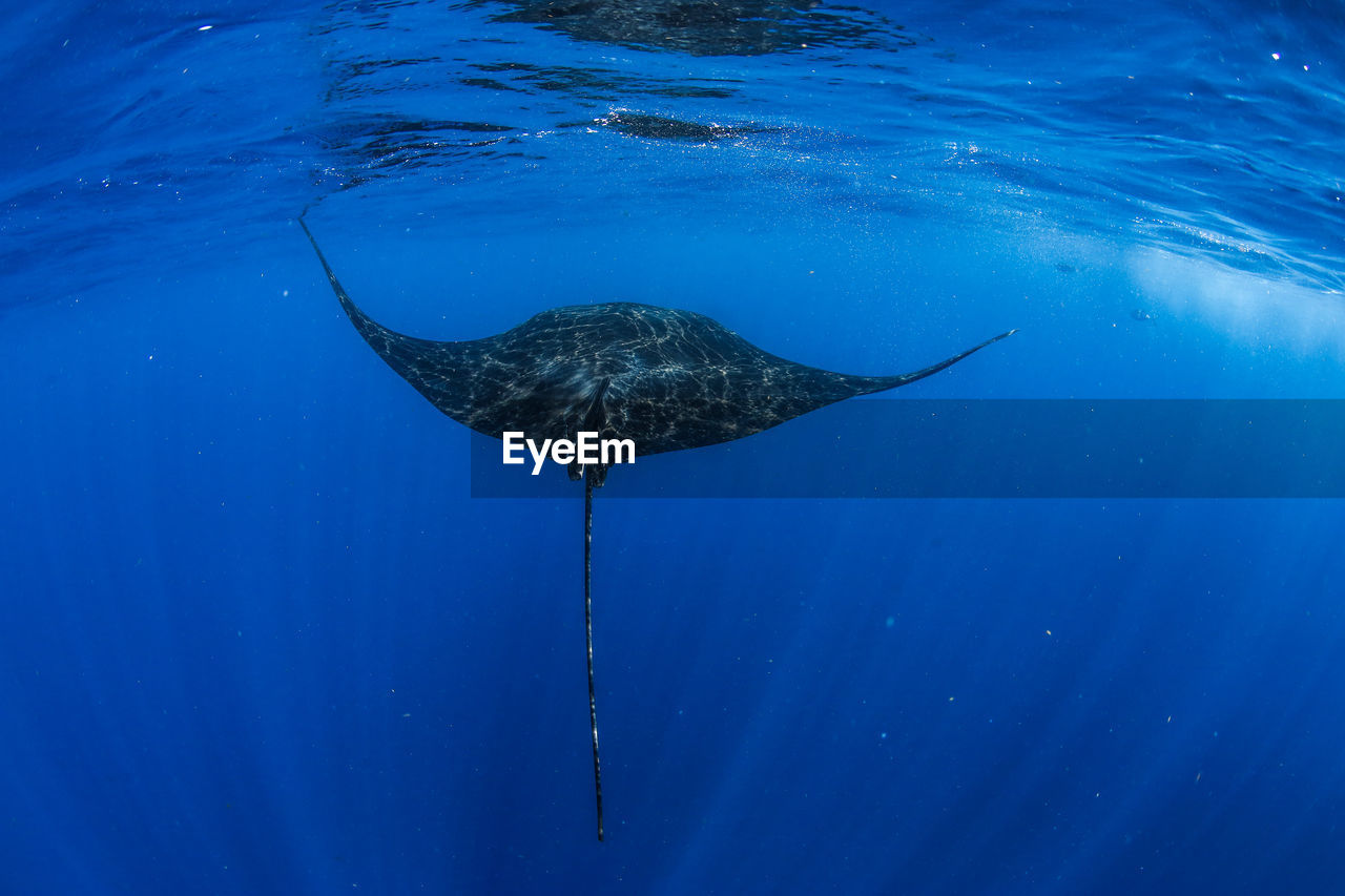 Whale swimming in sea