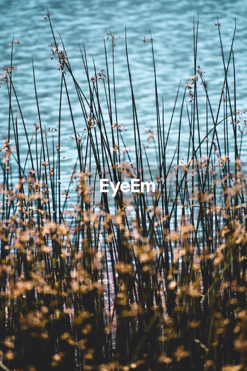 Close-up of dry plants in lake