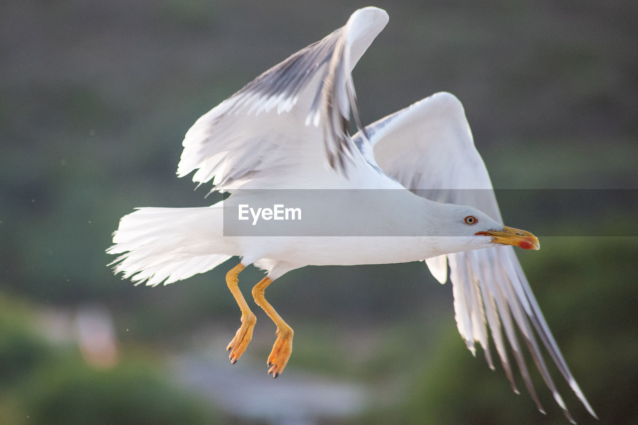 Close-up of seagull flying