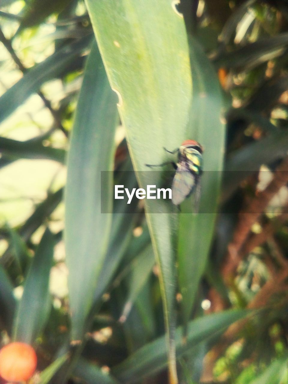 CLOSE-UP OF GREEN LEAF