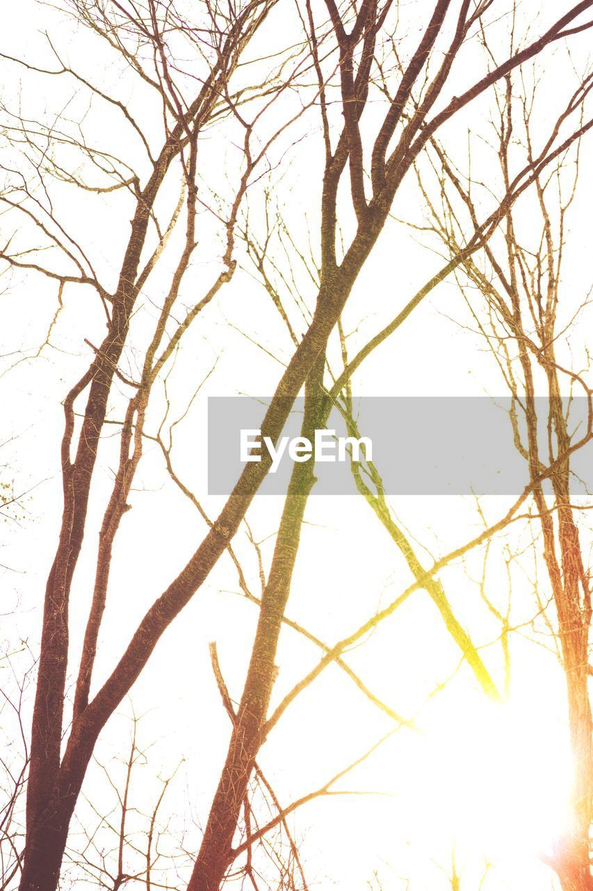 Low angle view of silhouette bare trees against bright sun