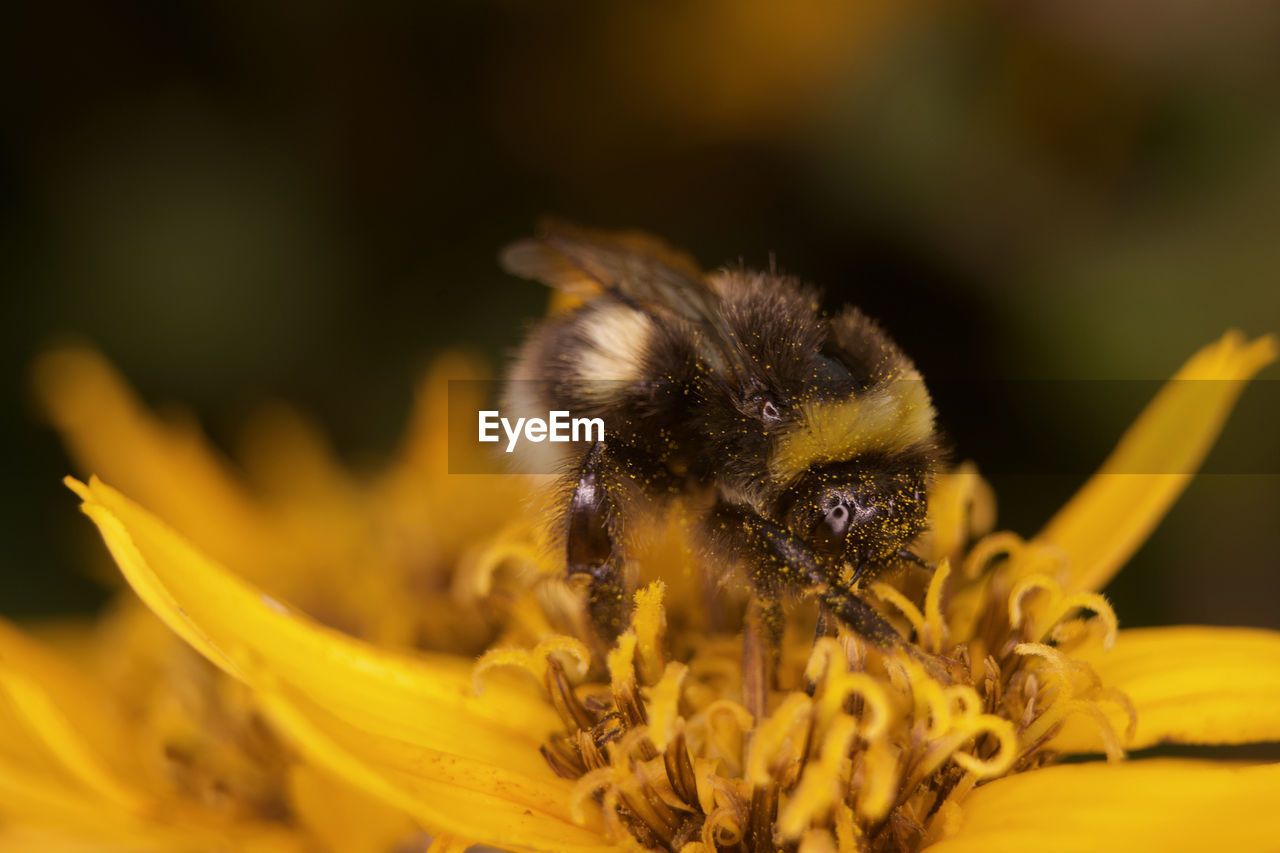 CLOSE-UP OF BEE POLLINATING ON YELLOW FLOWER