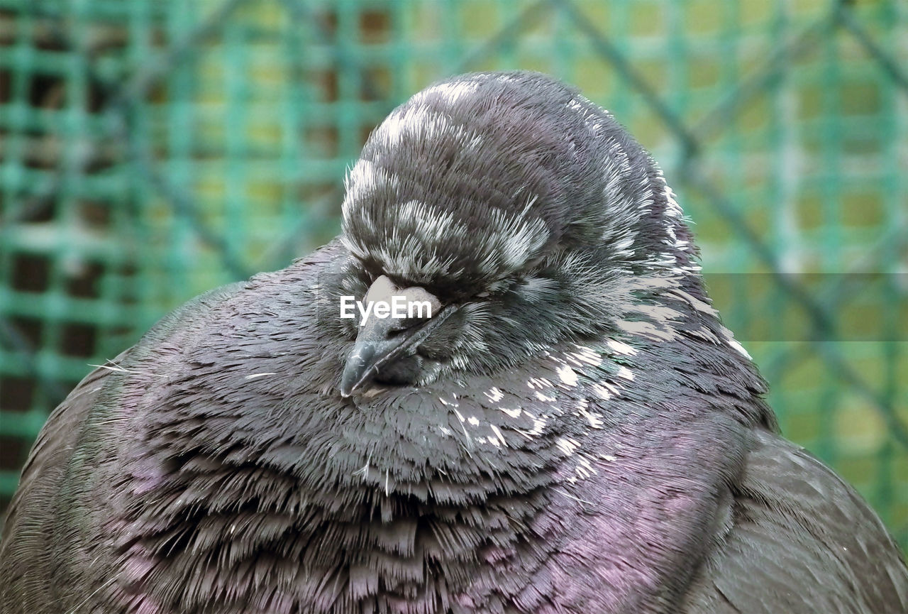 CLOSE-UP OF PIGEON ON TREE