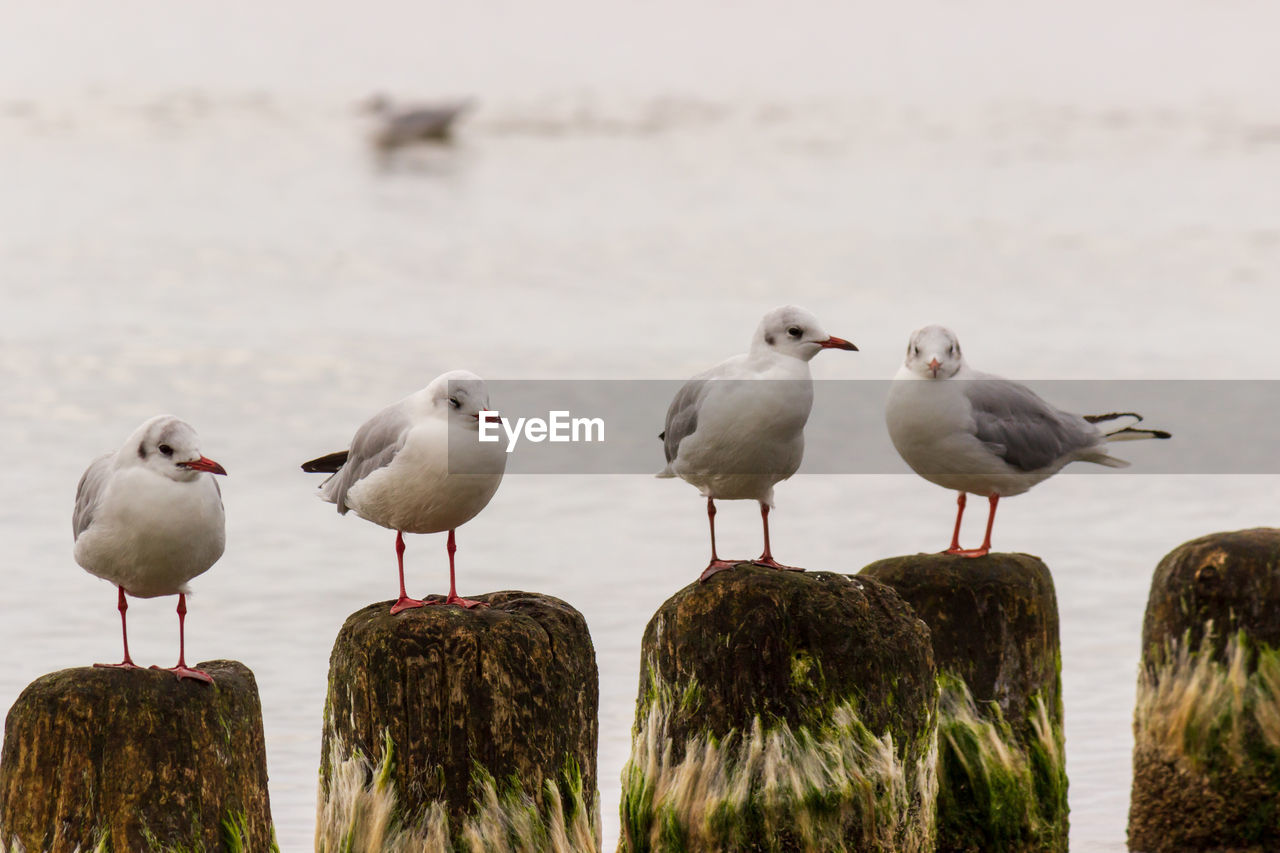 Seagulls perching on wooden post at beach