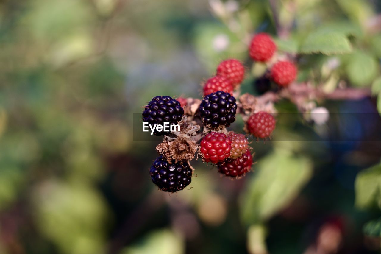 fruit, food, healthy eating, blackberry, berry, food and drink, bramble, freshness, dewberry, tayberry, wellbeing, plant, nature, ripe, close-up, flower, focus on foreground, no people, salmonberry, produce, macro photography, growth, raspberry, red, tree, juicy, day, leaf, shrub, plant part, outdoors, selective focus, sunlight, black, loganberry, branch, unripe, organic