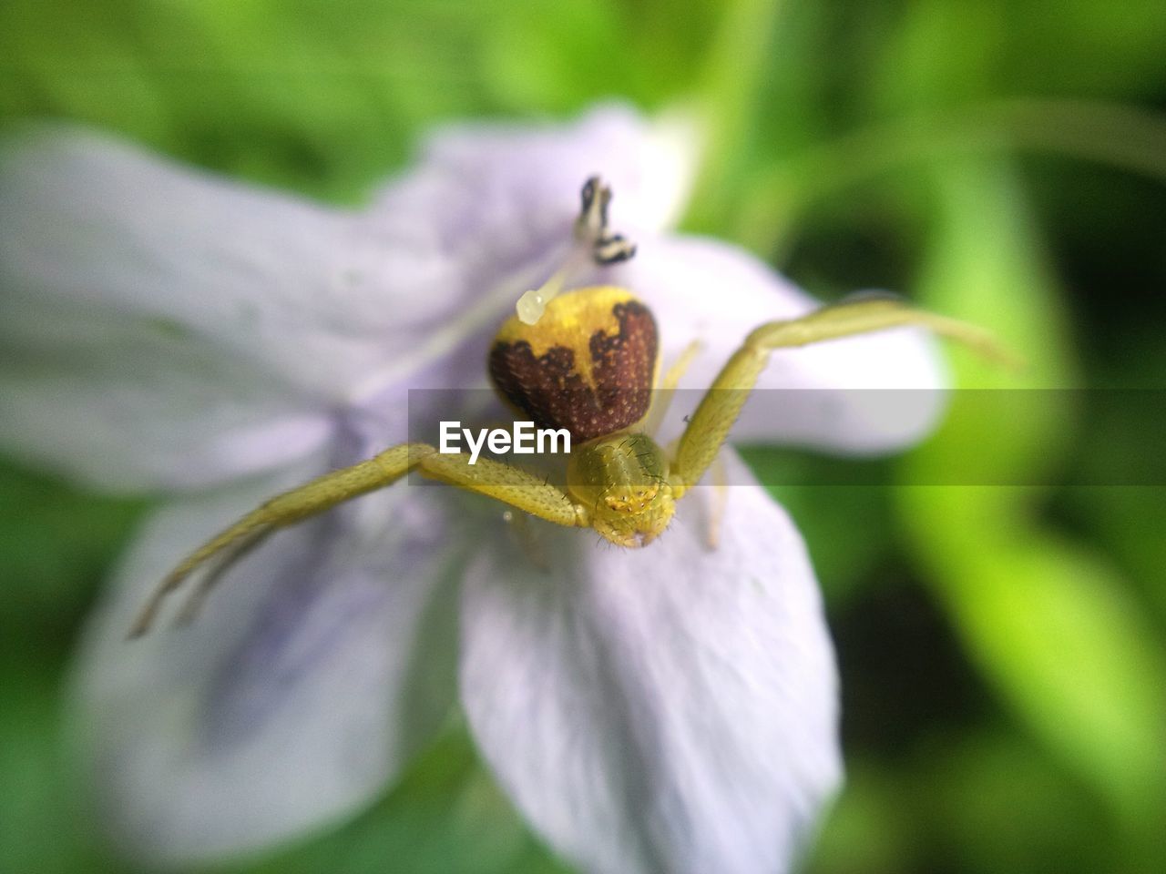 CLOSE-UP OF YELLOW FLOWER BLOOMING OUTDOORS