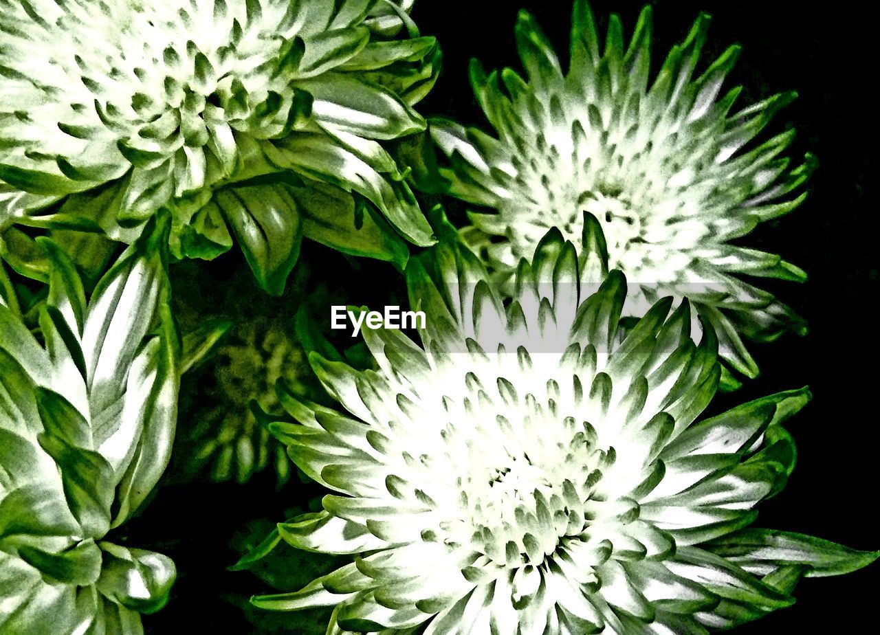 CLOSE-UP OF FLOWERING PLANTS