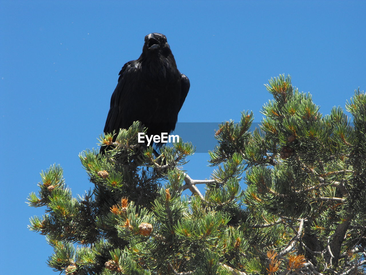 LOW ANGLE VIEW OF BIRD PERCHING ON A TREE