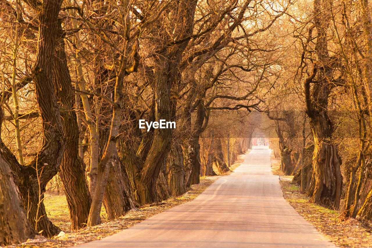 Road amidst trees