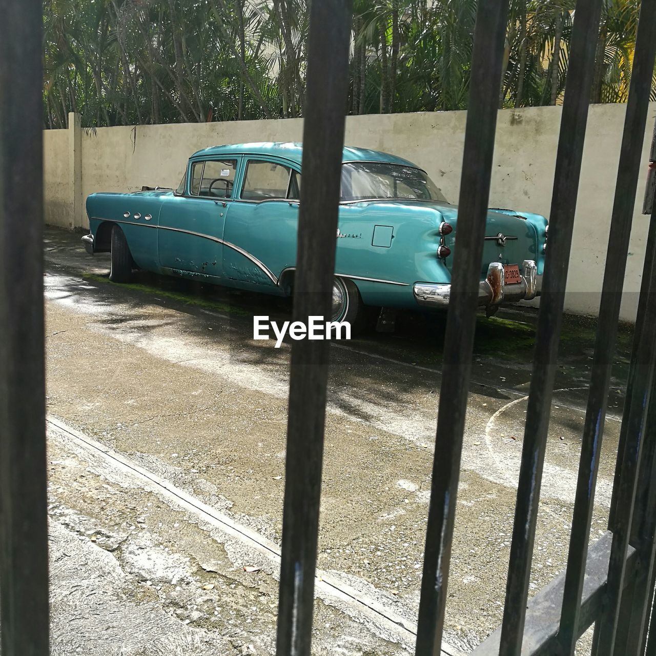 CAR ON TREES