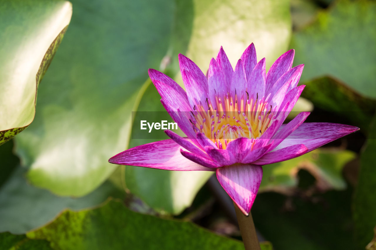 Close-up of lotus water lily blooming outdoors