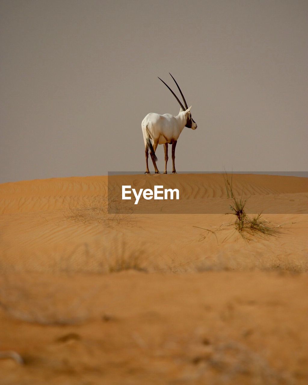 Oryx in desert