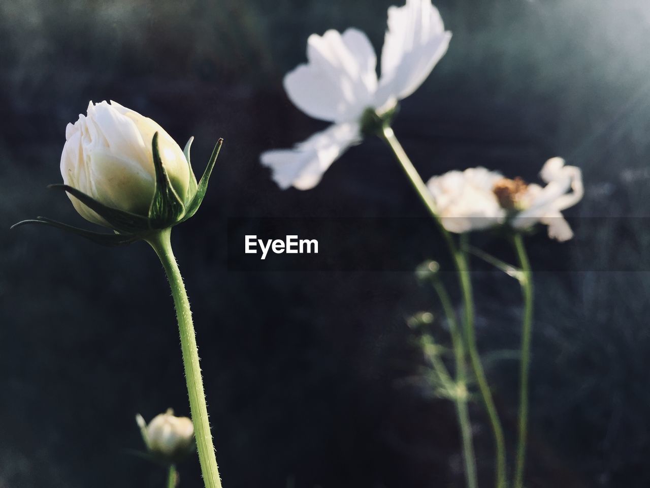 CLOSE-UP OF FLOWERING PLANT