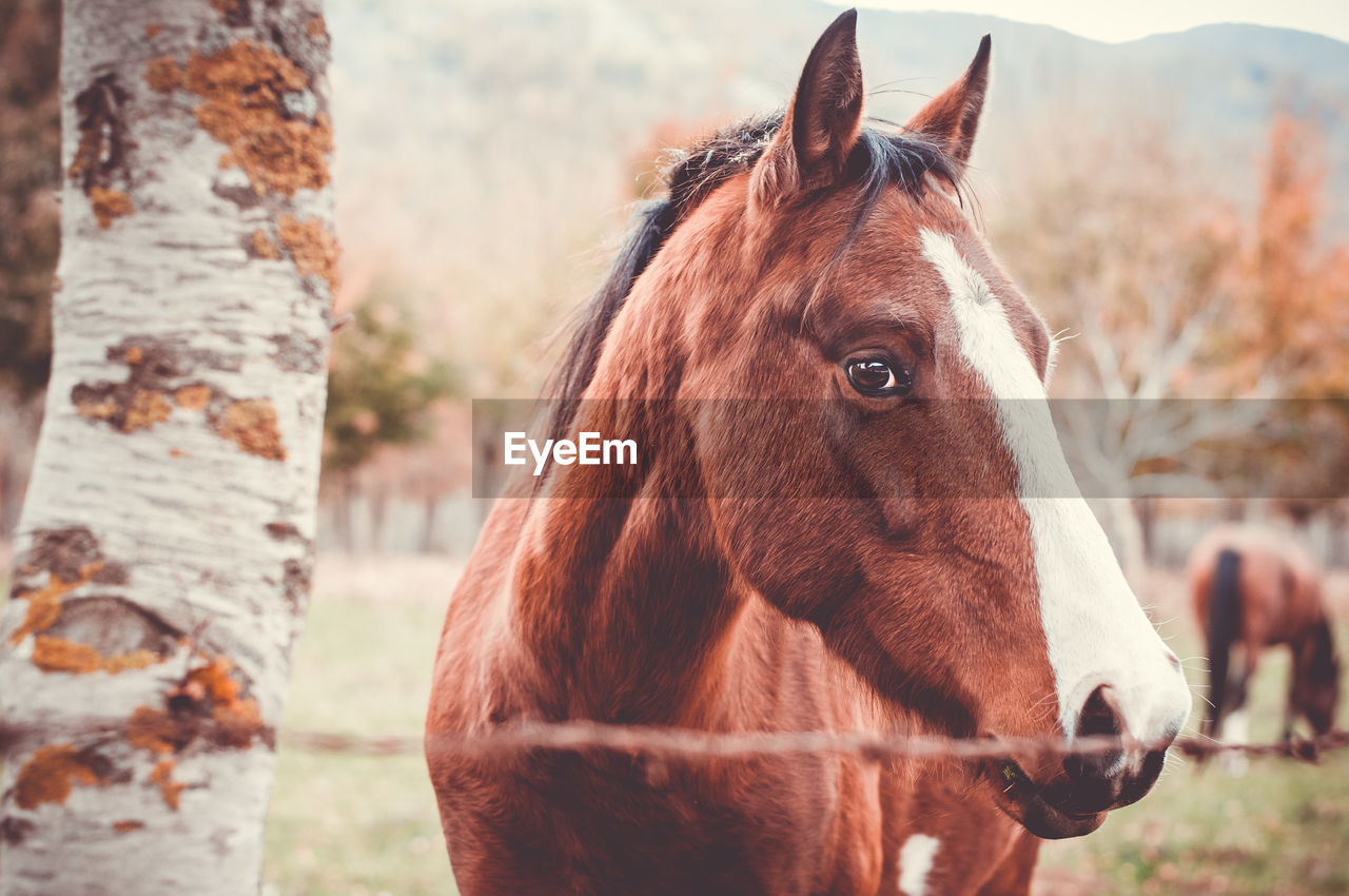 Portrait of horse standing at farm