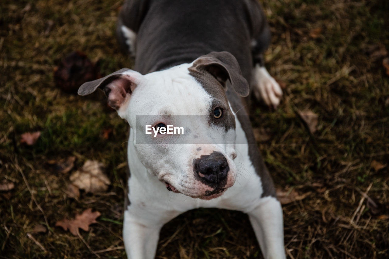 HIGH ANGLE PORTRAIT OF DOG ON FIELD
