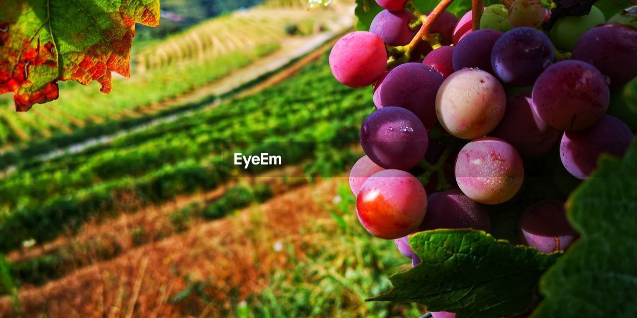 CLOSE-UP OF GRAPES GROWING ON FIELD