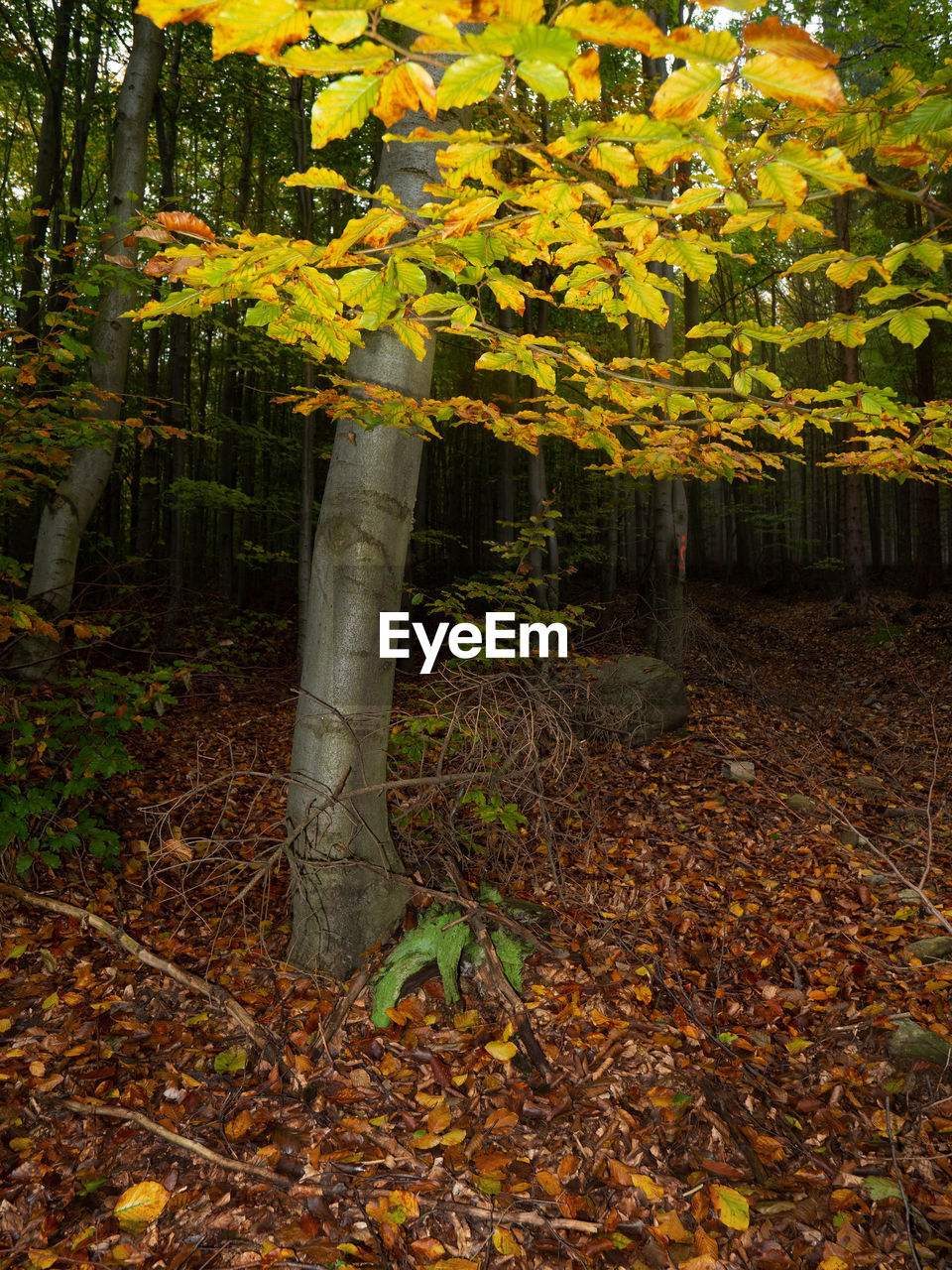 TREES AND PLANTS IN FOREST