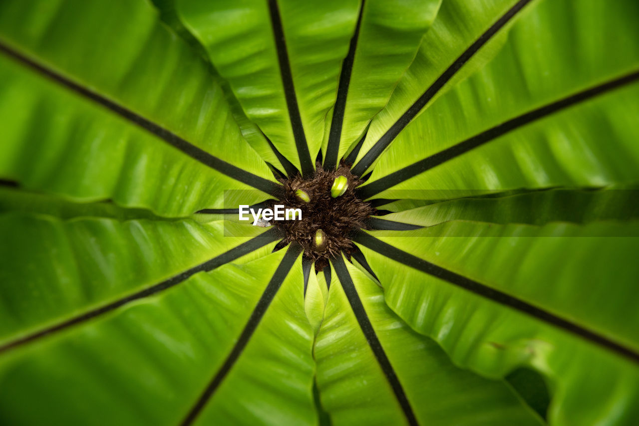 CLOSE-UP OF GREEN LEAF