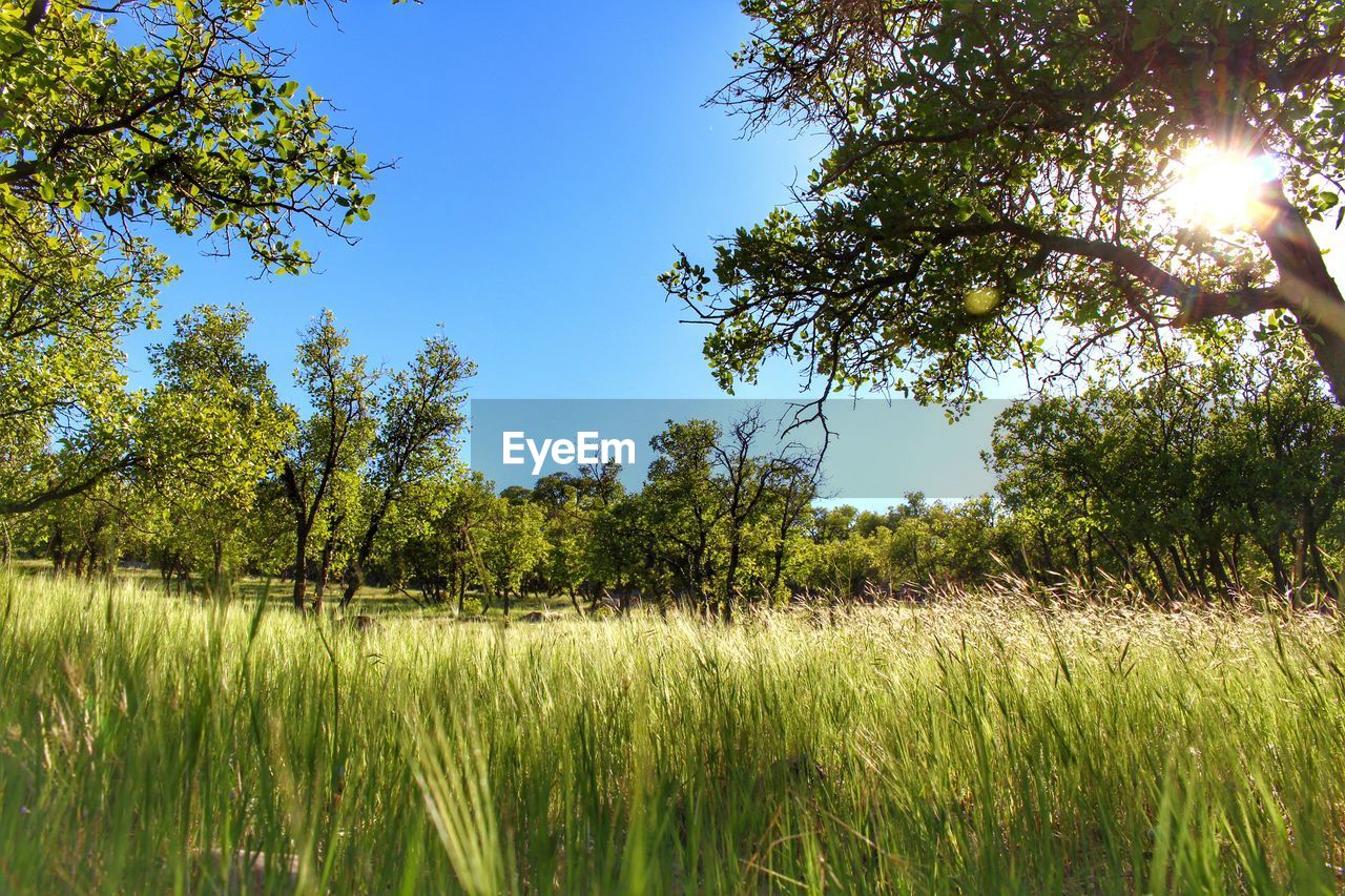 SUN SHINING THROUGH TREES ON GRASSY FIELD