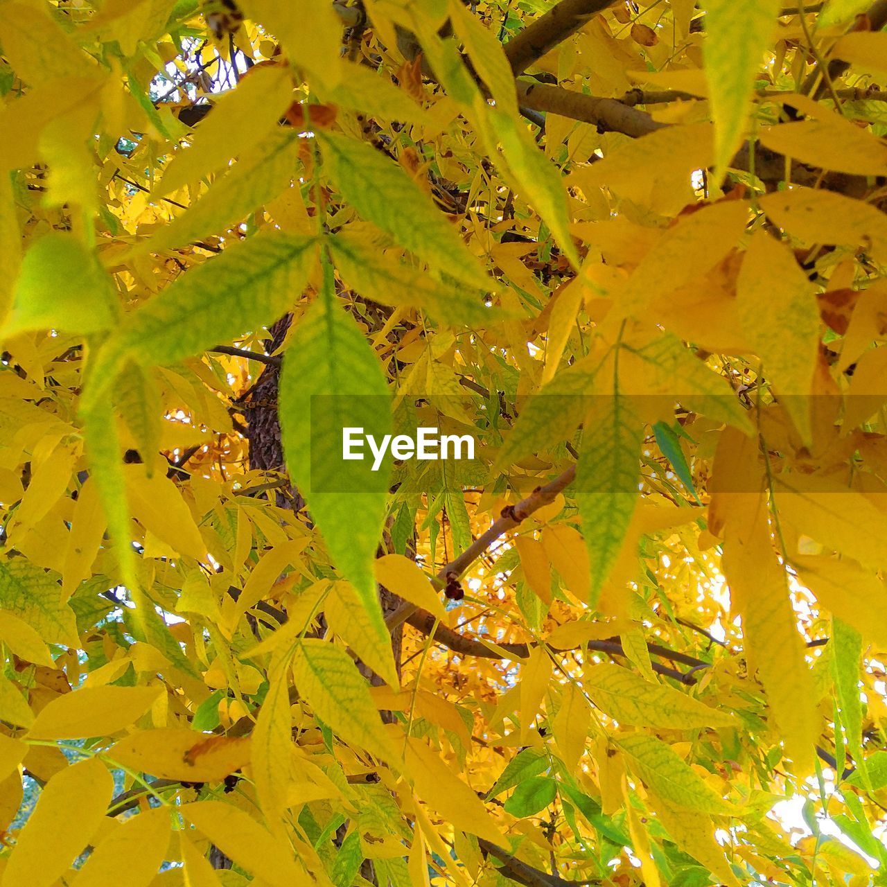 CLOSE-UP OF LEAVES