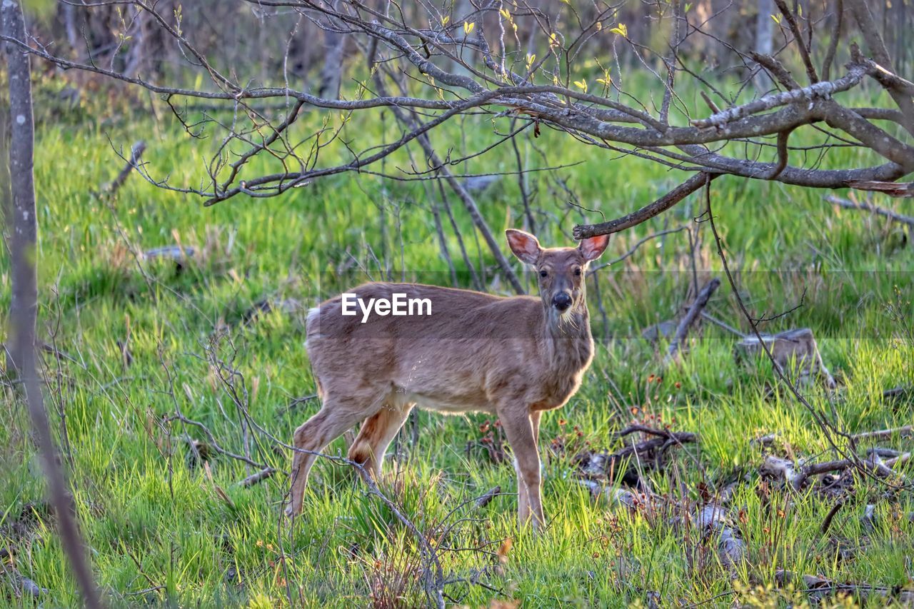 PORTRAIT OF DEER STANDING ON GROUND