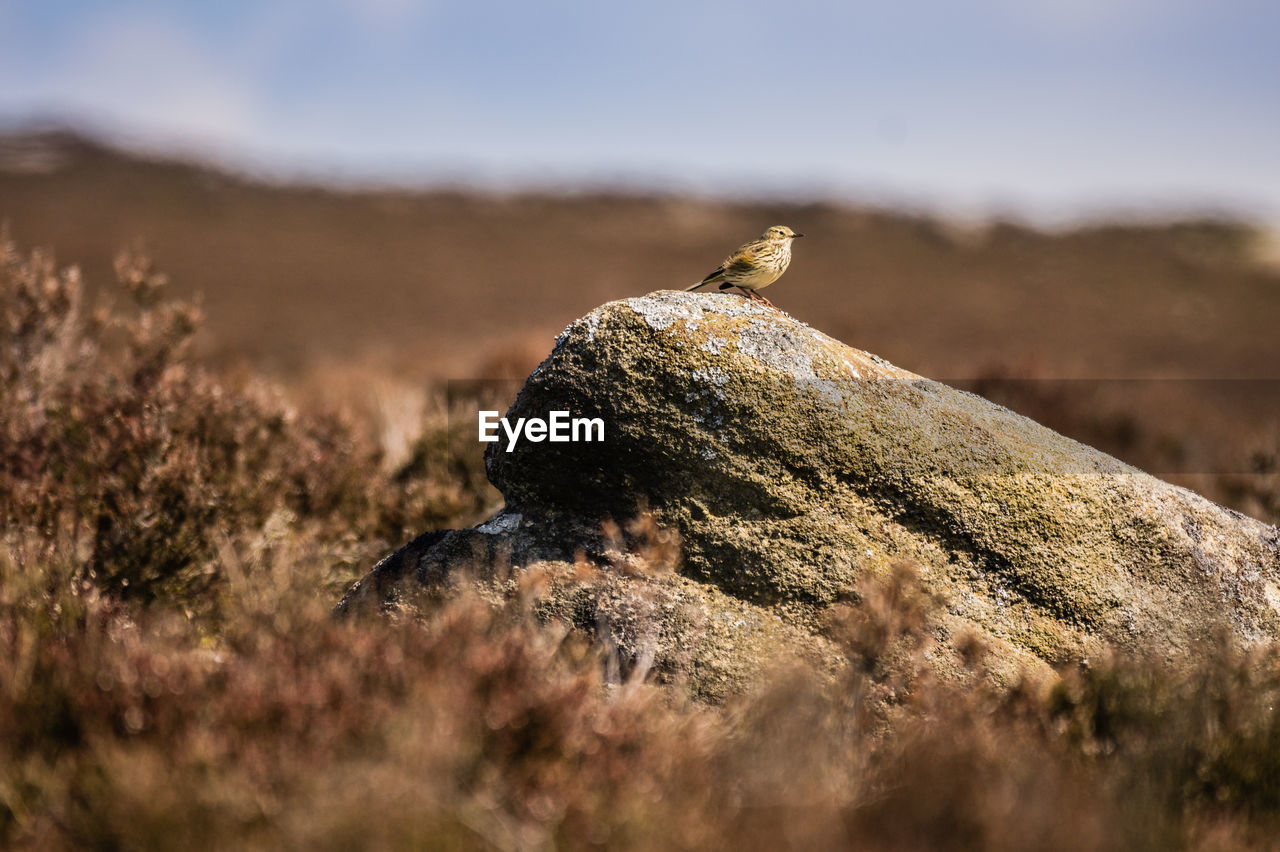 Bird perching on rock at field