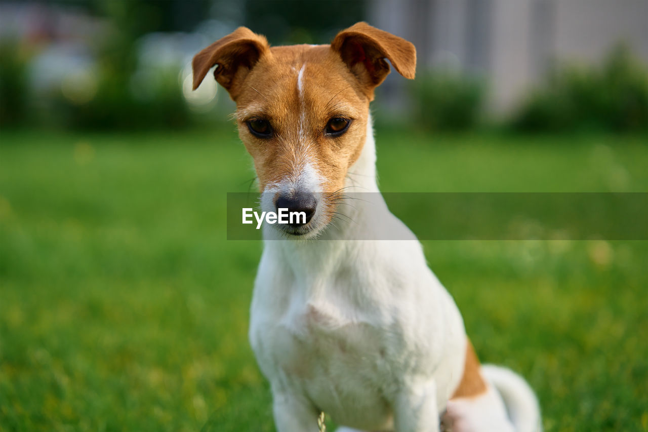 Cute small dog on lawn with green grass near living house at summer day. active pet outdoors