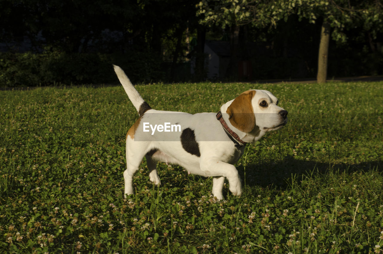 Close-up of dog standing on grass