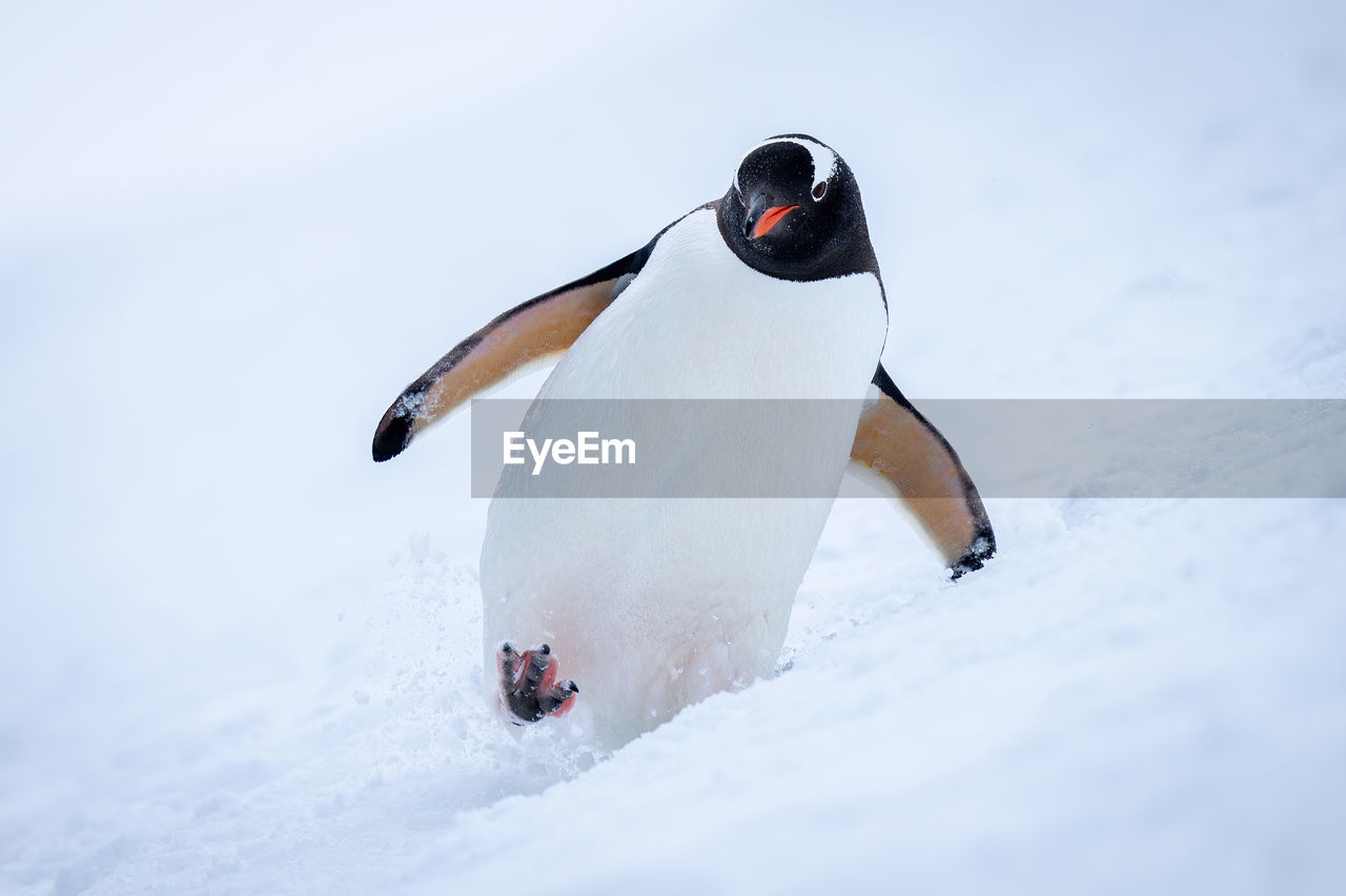 Gentoo penguin crosses snowy slope towards camera