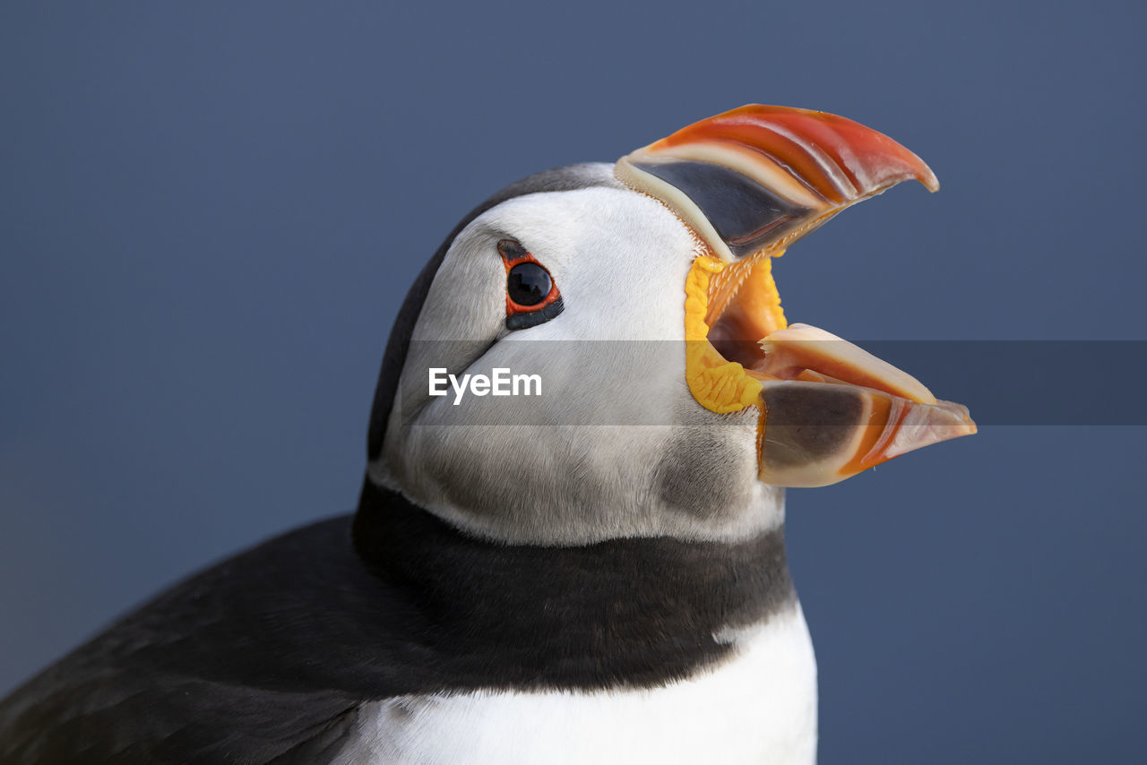 close-up of bird against clear sky