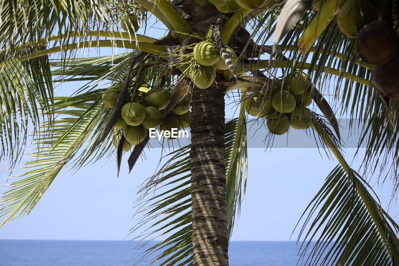 LOW ANGLE VIEW OF COCONUT PALM TREE