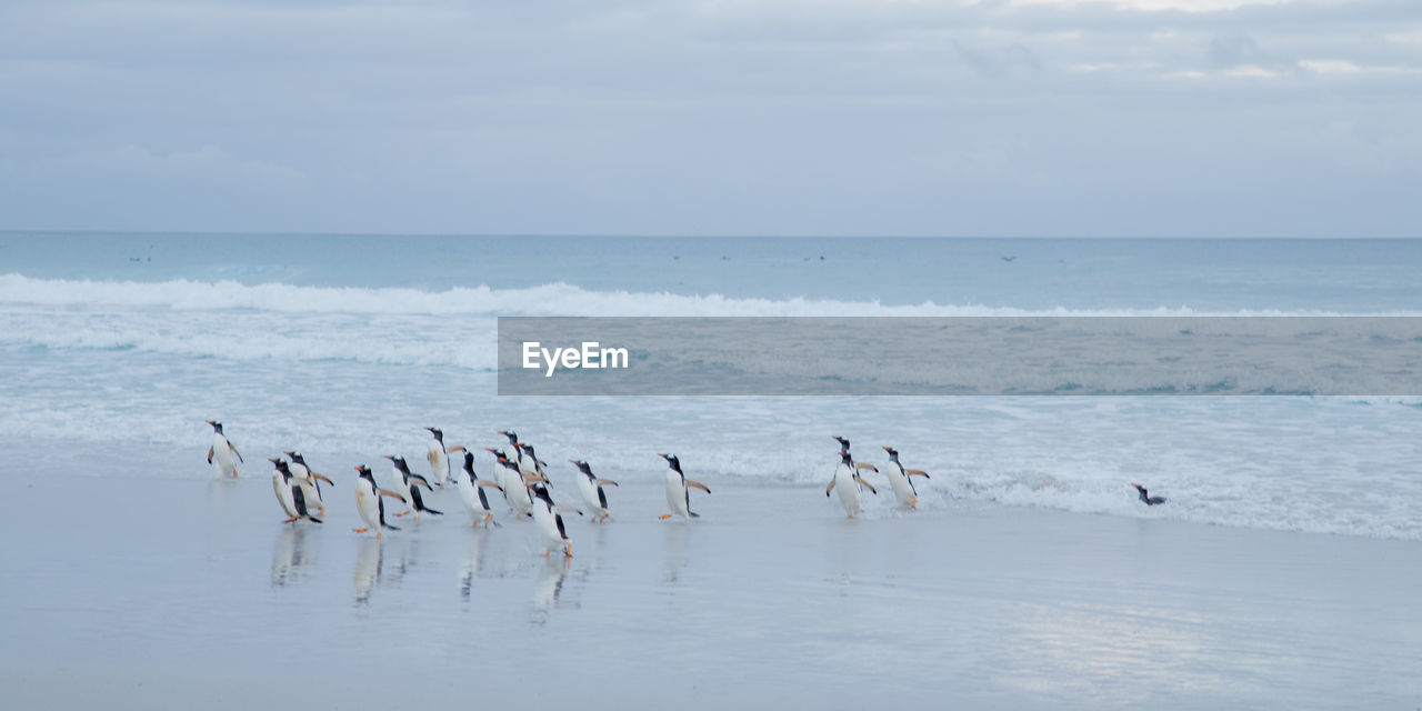 BIRDS IN SEA AGAINST SKY