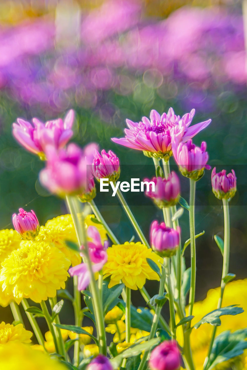 Close-up of pink flowering plants on field