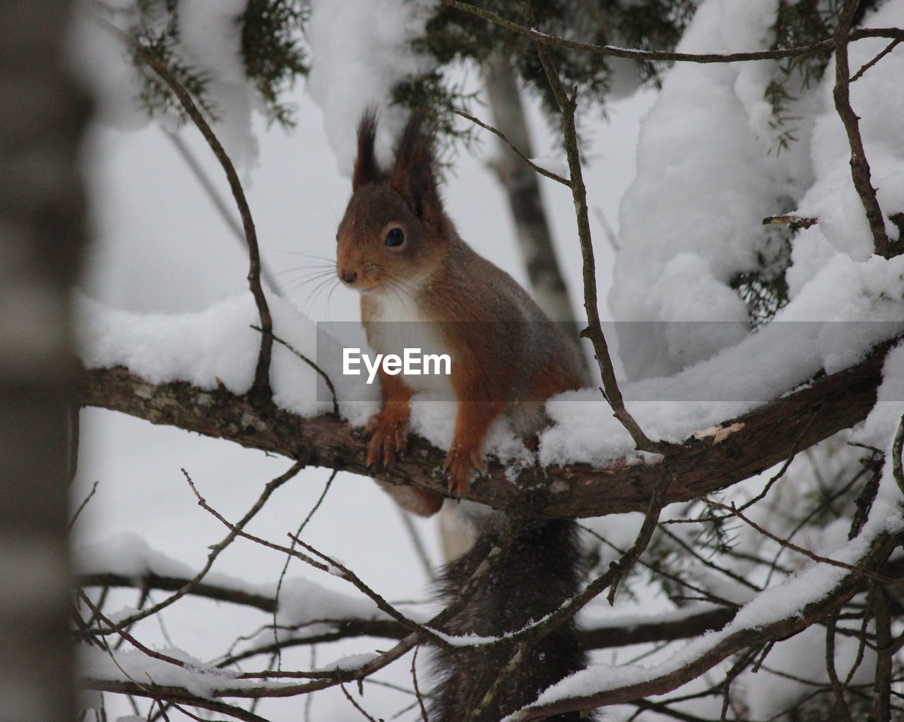 Close-up of squirrel perching on tree during winter