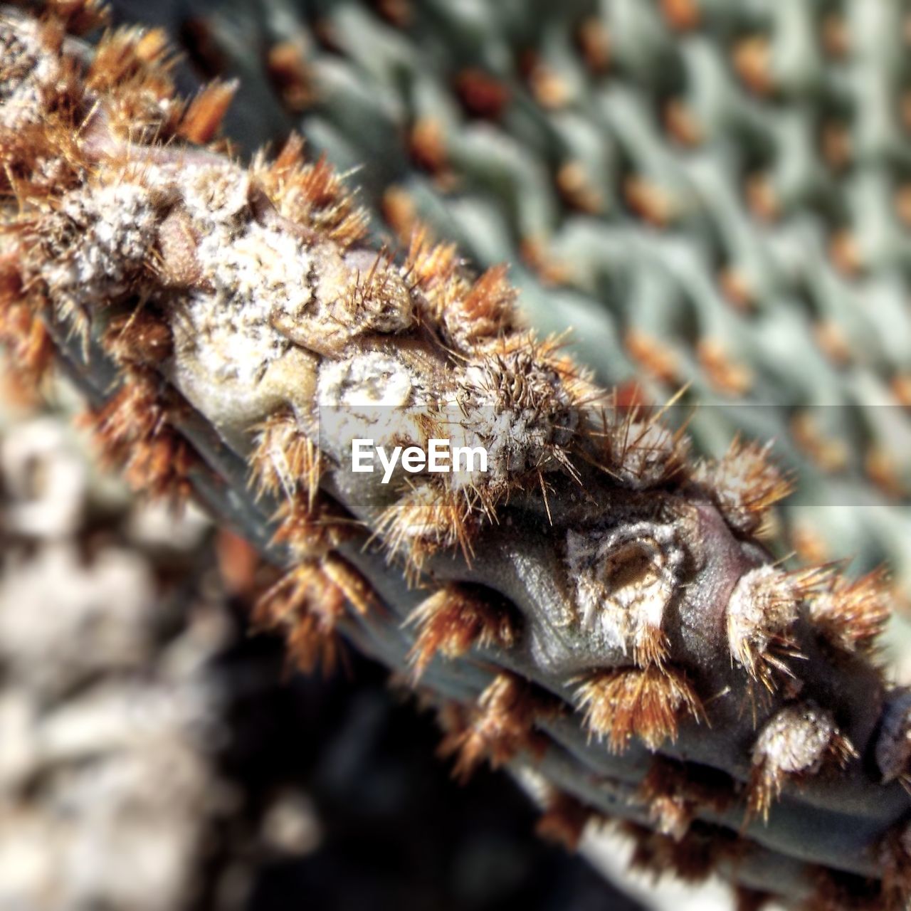 CLOSE-UP OF SPIDER OUTDOORS